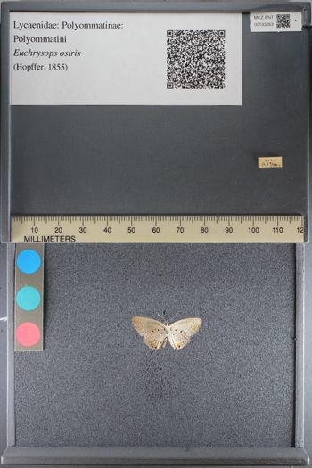 Media type: image;   Entomology 193263